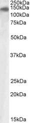 Phospholipase A2 Receptor 1 antibody, PA5-19141, Invitrogen Antibodies, Western Blot image 