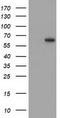 Syntrophin Gamma 1 antibody, TA502224, Origene, Western Blot image 