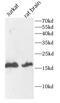 SUB1 Regulator Of Transcription antibody, FNab10363, FineTest, Western Blot image 