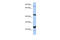 Magnesium Transporter MRS2 antibody, ARP49536_P050, Aviva Systems Biology, Western Blot image 