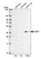 Cytosolic Fe-S cluster assembly factor NUBP1 antibody, HPA041799, Atlas Antibodies, Western Blot image 