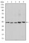 REL Proto-Oncogene, NF-KB Subunit antibody, M01880-2, Boster Biological Technology, Western Blot image 