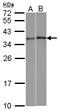 BUD23 RRNA Methyltransferase And Ribosome Maturation Factor antibody, LS-C185741, Lifespan Biosciences, Western Blot image 