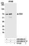 EI24 Autophagy Associated Transmembrane Protein antibody, A305-688A-M, Bethyl Labs, Immunoprecipitation image 