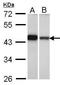 PDZ domain-containing protein GIPC1 antibody, TA308356, Origene, Western Blot image 