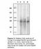 RAB25, Member RAS Oncogene Family antibody, LS-C47161, Lifespan Biosciences, Western Blot image 