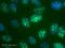 Forkhead Box P1 antibody, ab16645, Abcam, Immunocytochemistry image 