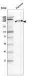 Laminin subunit beta-1 antibody, NBP2-42385, Novus Biologicals, Western Blot image 