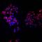 Receptor Like Tyrosine Kinase antibody, AF4649, R&D Systems, Immunofluorescence image 