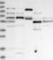 Proline Rich Transmembrane Protein 3 antibody, NBP1-93853, Novus Biologicals, Western Blot image 