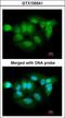 Probable Xaa-Pro aminopeptidase 3 antibody, LS-B10804, Lifespan Biosciences, Immunocytochemistry image 