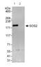 SOS Ras/Rho Guanine Nucleotide Exchange Factor 2 antibody, ab85831, Abcam, Immunoprecipitation image 