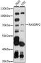 RAS Guanyl Releasing Protein 2 antibody, LS-C750349, Lifespan Biosciences, Western Blot image 