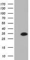 Ketohexokinase antibody, CF501283, Origene, Western Blot image 