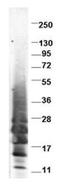 Interleukin 13 antibody, AP09163PU-N, Origene, Western Blot image 