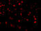 Beclin 1 antibody, 3611, ProSci Inc, Immunofluorescence image 