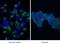 Microtubule Associated Protein 1 Light Chain 3 Beta antibody, 14600-1-AP, Proteintech Group, Immunofluorescence image 