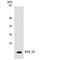 Ribosomal Protein L30 antibody, LS-B12502, Lifespan Biosciences, Western Blot image 