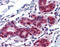 Yes Associated Protein 1 antibody, 51-552, ProSci, Immunohistochemistry paraffin image 