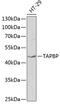TAPA antibody, 18-418, ProSci, Western Blot image 