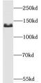 Protein Phosphatase 1 Regulatory Subunit 12A antibody, FNab05526, FineTest, Western Blot image 