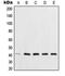 XPA, DNA Damage Recognition And Repair Factor antibody, orb214740, Biorbyt, Western Blot image 
