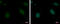 Methyl-CpG Binding Domain 4, DNA Glycosylase antibody, GTX129605, GeneTex, Immunofluorescence image 