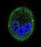 Mitogen-activated protein kinase 15 antibody, abx025214, Abbexa, Immunofluorescence image 