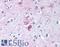 Tachykinin Receptor 1 antibody, LS-A1342, Lifespan Biosciences, Immunohistochemistry frozen image 