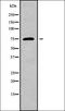 ELOVL Fatty Acid Elongase 2 antibody, orb338291, Biorbyt, Western Blot image 