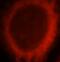 Mineralocorticoid receptor antibody, FNab05846, FineTest, Immunofluorescence image 