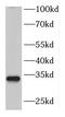 Deoxyribonuclease 1 Like 1 antibody, FNab02475, FineTest, Western Blot image 