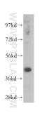 Carbohydrate sulfotransferase 11 antibody, 15959-1-AP, Proteintech Group, Western Blot image 