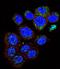 Galanin And GMAP Prepropeptide antibody, LS-C166341, Lifespan Biosciences, Immunofluorescence image 