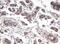 Proline Rich 11 antibody, NBP2-45902, Novus Biologicals, Immunohistochemistry frozen image 
