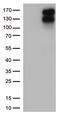 Low Density Lipoprotein Receptor antibody, CF812508, Origene, Western Blot image 