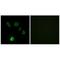 Fibroblast growth factor 18 antibody, A04181, Boster Biological Technology, Immunohistochemistry frozen image 