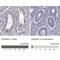 EP400 N-terminal-like protein antibody, NBP2-49551, Novus Biologicals, Immunohistochemistry paraffin image 