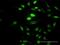 Parathymosin antibody, H00005763-D01P, Novus Biologicals, Immunocytochemistry image 