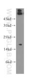 Myelin Protein Zero Like 1 antibody, 13158-1-AP, Proteintech Group, Western Blot image 
