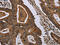 MIG7 antibody, CSB-PA799324, Cusabio, Immunohistochemistry frozen image 