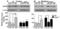 DNA Damage Regulated Autophagy Modulator 1 antibody, 4033, ProSci, Western Blot image 