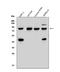 Sorbin And SH3 Domain Containing 3 antibody, A05794, Boster Biological Technology, Western Blot image 