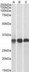 EF-hand domain-containing protein D2 antibody, MBS420425, MyBioSource, Western Blot image 