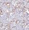 ICA512 antibody, FNab04093, FineTest, Immunohistochemistry frozen image 