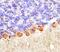 Cadherin 13 antibody, MAB3264, R&D Systems, Immunohistochemistry paraffin image 