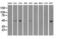 Interferon Regulatory Factor 3 antibody, GTX84287, GeneTex, Western Blot image 