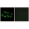 5'-Nucleotidase, Cytosolic IB antibody, A15407, Boster Biological Technology, Immunofluorescence image 