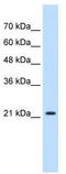 Membrane-associated progesterone receptor component 1 antibody, TA341853, Origene, Western Blot image 