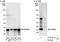 Proteasome subunit beta type-2 antibody, A303-817A, Bethyl Labs, Western Blot image 